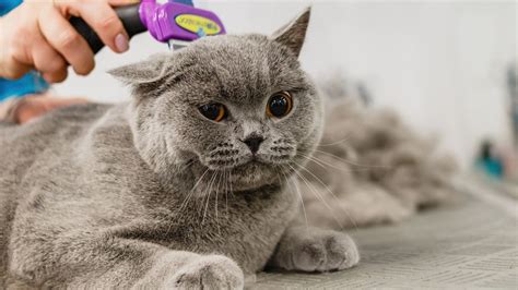 Understanding Shedding/Molting — The Hervey Foundation for Cats.